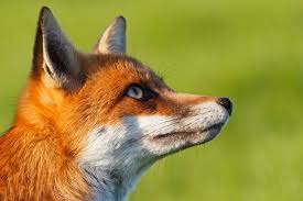 renard